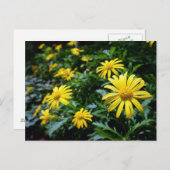 黄色い花のポストカード ポストカード (正面/裏面)