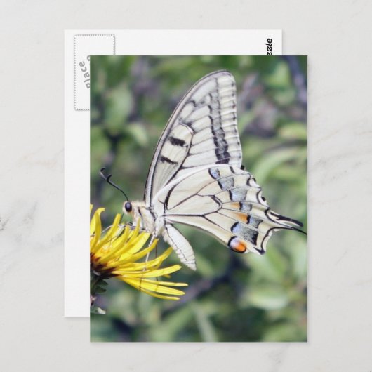黄色い花の上の白と黒の蝶 ポストカード (正面/裏面)