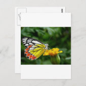黄色い花の上の黄色と赤の蝶 ポストカード (正面/裏面)