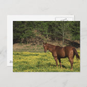 黄色い花の栗 ポストカード (正面/裏面)