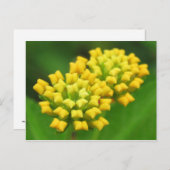 黄色い花の自然はがき ポストカード (正面/裏面)
