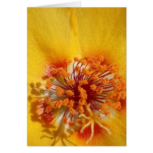 黄色い花の花びら (正面)