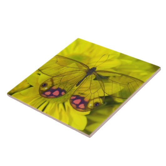 黄色い花の蝶 タイル (側面)