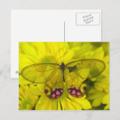 黄色い花の蝶 ポストカード (正面/裏面)