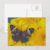 黄色い花の蝶 ポストカード (正面/裏面)