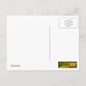 黄色い花はがき ポストカード (裏面)