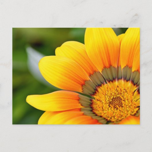 黄色い花はがき ポストカード (正面)