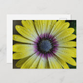 黄色い花はがき ポストカード (正面/裏面)