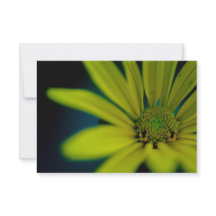 黄色い花をクローズアップ