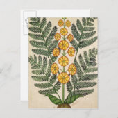 黄色い花を持つシダ ポストカード (正面/裏面)