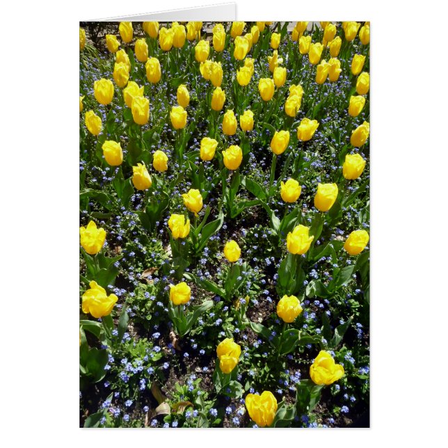 黄色い花チューリップ (正面)