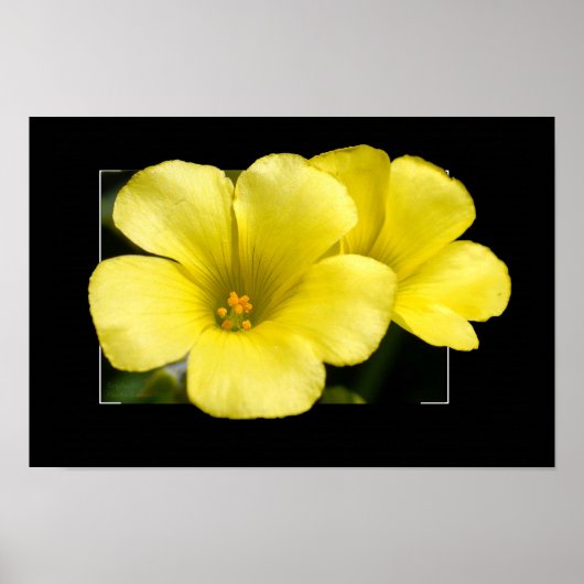 黄色い花プリント ポスター (正面)