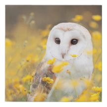 黄色い花分野のメンフクロウ