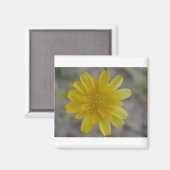 黄色い花磁石 マグネット (正面/裏面)