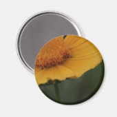 黄色い花磁石 マグネット (正面/裏面)