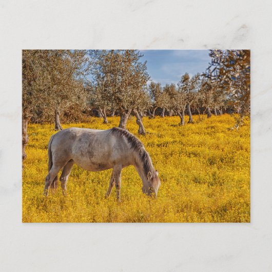 黄色い花草地で馬が放牧 ポストカード (正面)