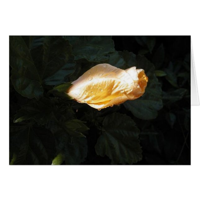 黄色い花 (正面横)