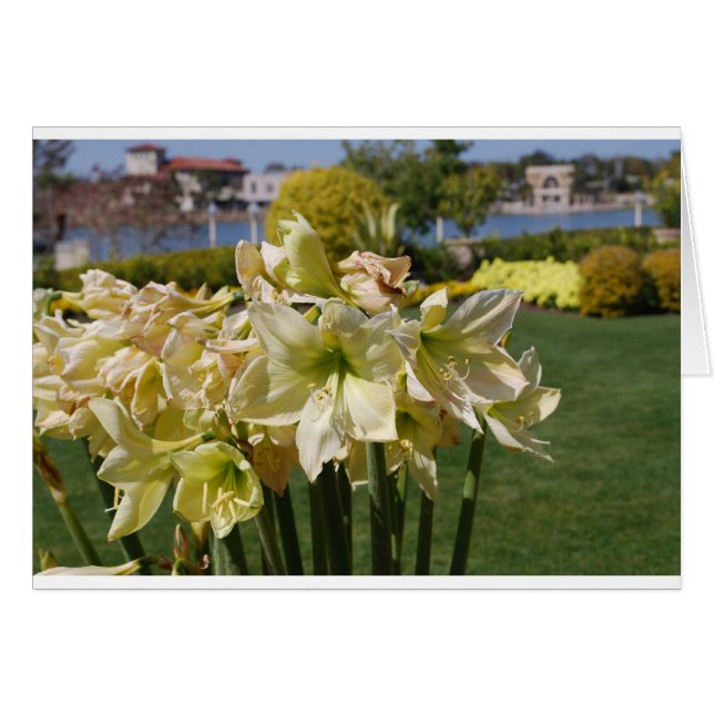 黄色い花 (正面横)