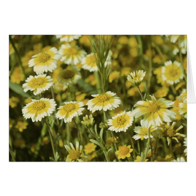 黄色い花 (正面横)