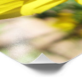 黄色い花 フォトプリント            (角)