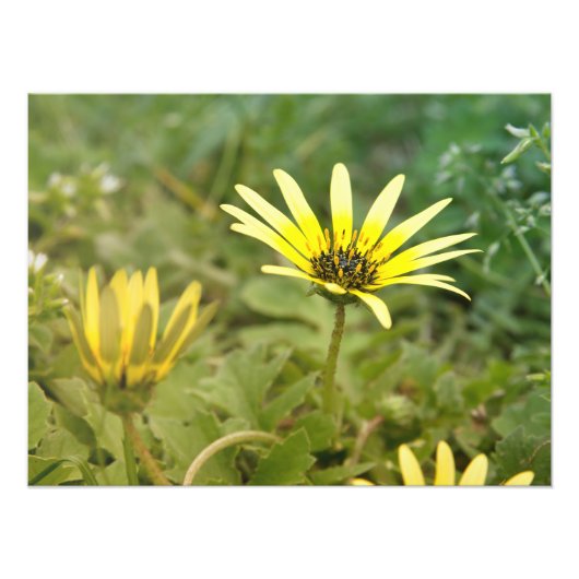 黄色い花 フォトプリント            (正面)