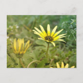 黄色い花 ポストカード (正面)