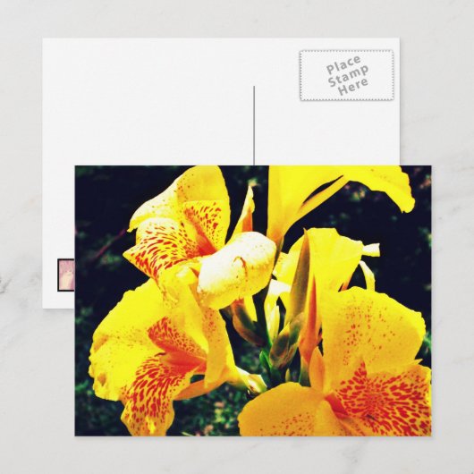 黄色い花 ポストカード (正面/裏面)