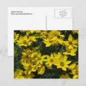黄色い花 ポストカード (正面/裏面)