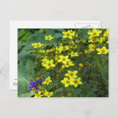 黄色い花 ポストカード (正面/裏面)