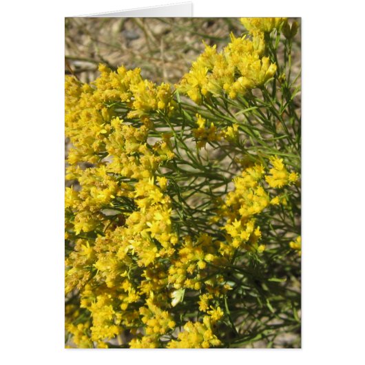 黄色い草原の野生の花カード (正面)