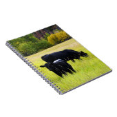 黄色い草地で牧草を食べているアンガスの黒い牛 ノートブック (右側)