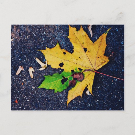 黄色い葉 ポストカード (正面)