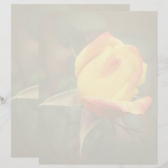 黄色い薔薇のつぼみ  レターヘッド (正面/裏面)