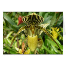 黄色い蘭の花カード