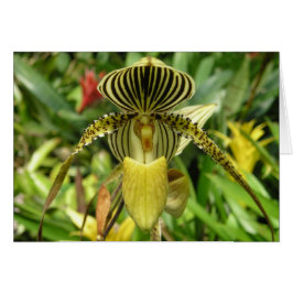 黄色い蘭の花カード