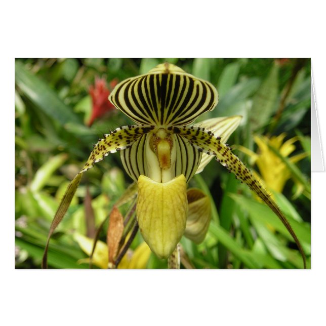 黄色い蘭の花カード (正面横)