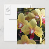 黄色い蘭の花 ポストカード (正面/裏面)