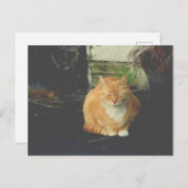 黄色い虎猫のかわいい野良猫のポストクロス ポストカード (正面/裏面)