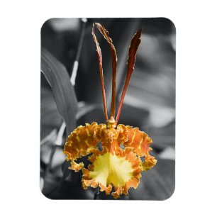 黄色い蝶の蘭の花 マグネット