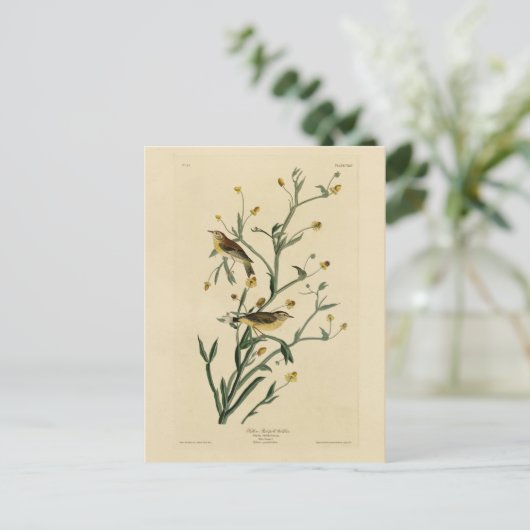 黄色い赤毛のウグイス・アウドゥボンの鳥たち ポストカード (スタンド正面)