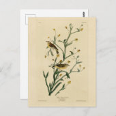 黄色い赤毛のウグイス・アウドゥボンの鳥たち ポストカード (正面/裏面)