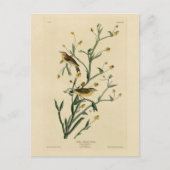 黄色い赤毛のウグイス・アウドゥボンの鳥たち ポストカード (正面)