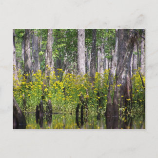 黄色い郵便はがき ポストカード