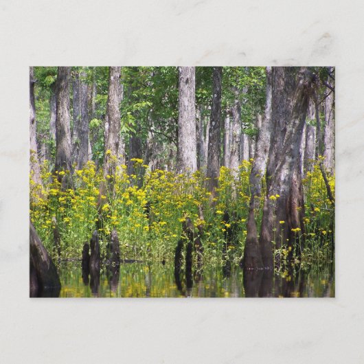 黄色い郵便はがき ポストカード (正面)