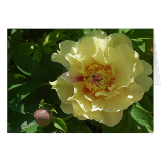 黄色い野心 (正面横)