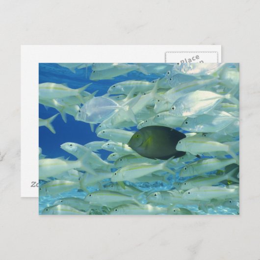 黄色い金魚を持つ黄色ストライプの外科の魚 ポストカード (正面/裏面)