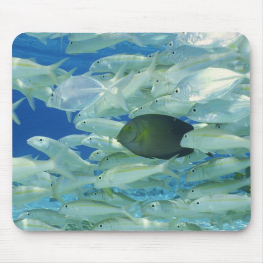 黄色い金魚を持つ黄色ストライプの外科の魚 マウスパッド (正面)