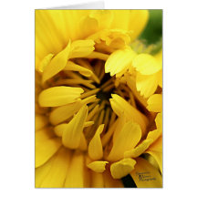 黄色い開花(5.0)