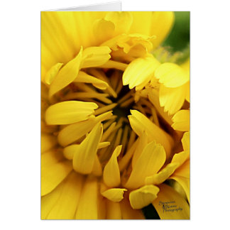 黄色い開花(5.0)