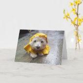 黄色い雨MacのWestie! カード (黄色い花)
